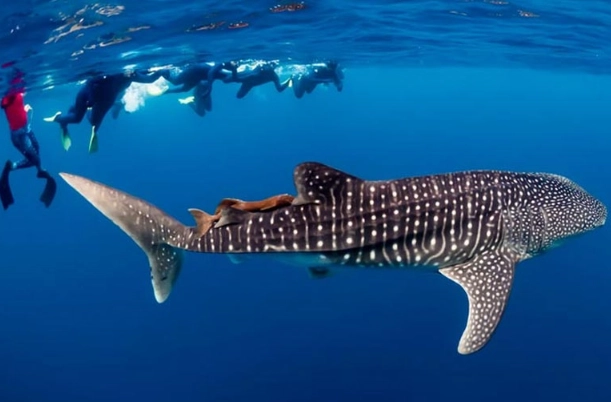 whale shark snorkeling whale shark snorkeling