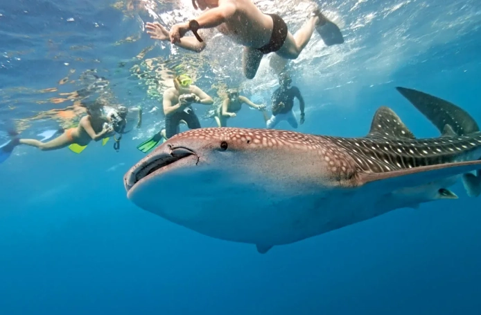 best time to see whale sharks best time to see whale sharks