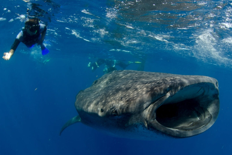 whale shark snorkeling Isla Mujeres whale shark snorkeling Isla Mujeres