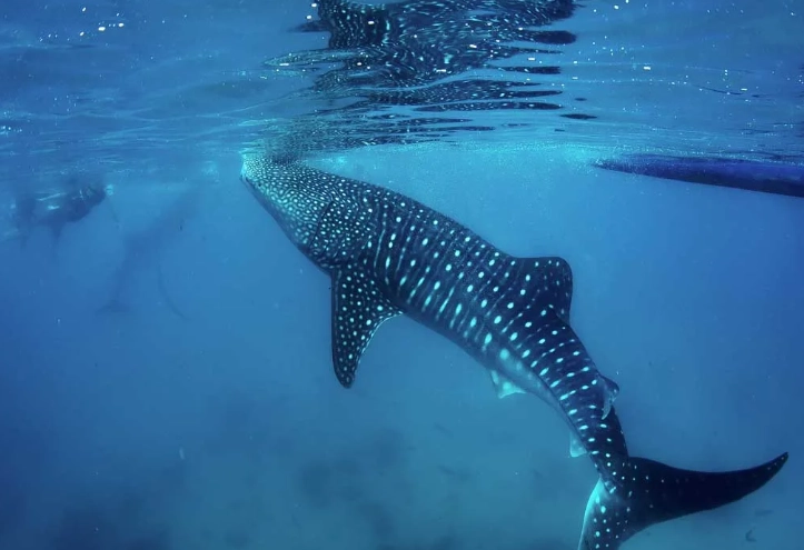 whale shark snorkeling whale shark snorkeling