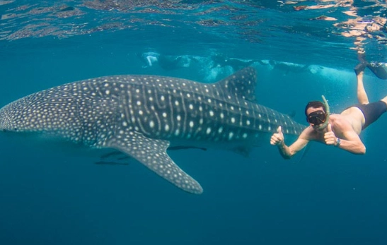 Florida whale shark tours Florida whale shark tours