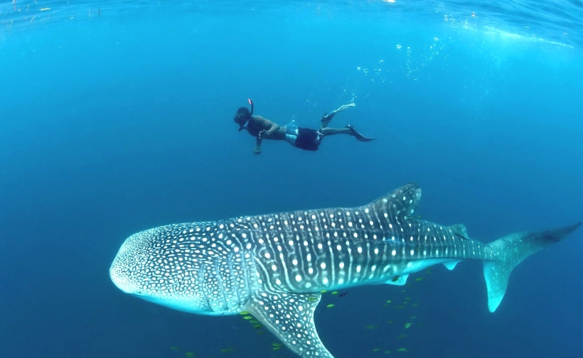 ethical whale shark tours ethical whale shark tours