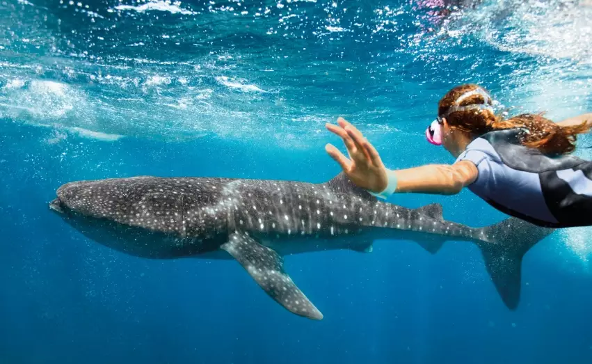 california whale shark season california whale shark season