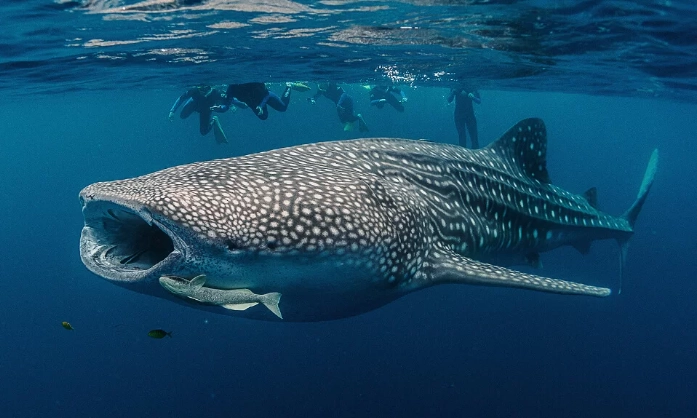 swim with whale sharks season swim with whale sharks season
