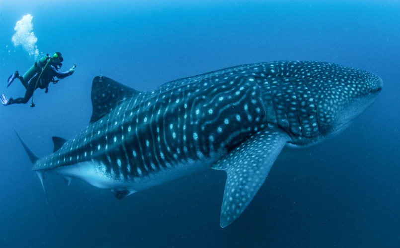 Florida whale shark tours Florida whale shark tours