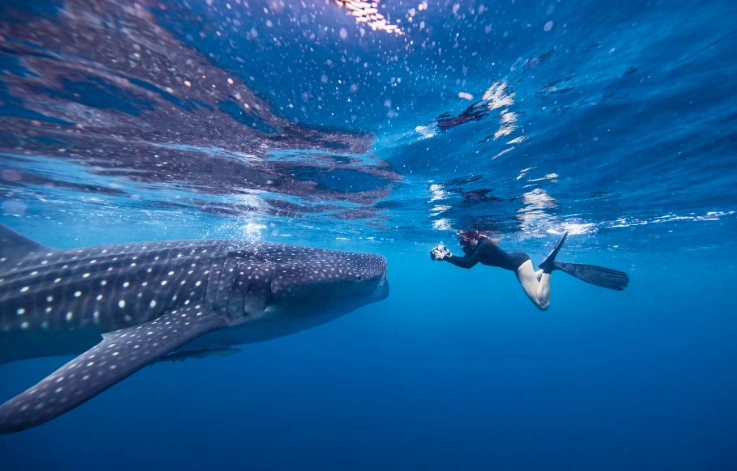 swim with whale sharks Florida swim with whale sharks Florida