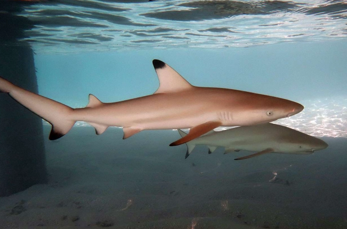 is snorkeling with sharks dangerous