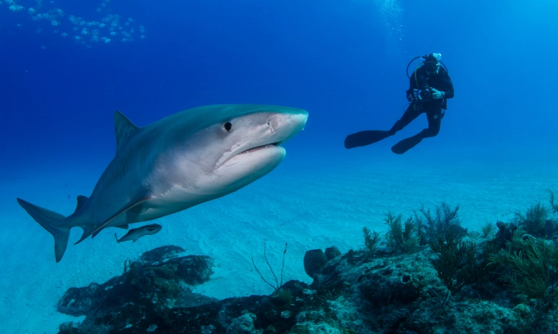 snorkeling safety sharks