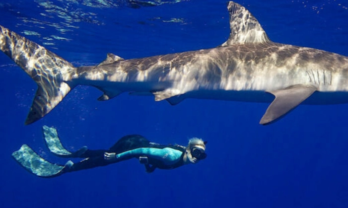snorkeling safety sharks