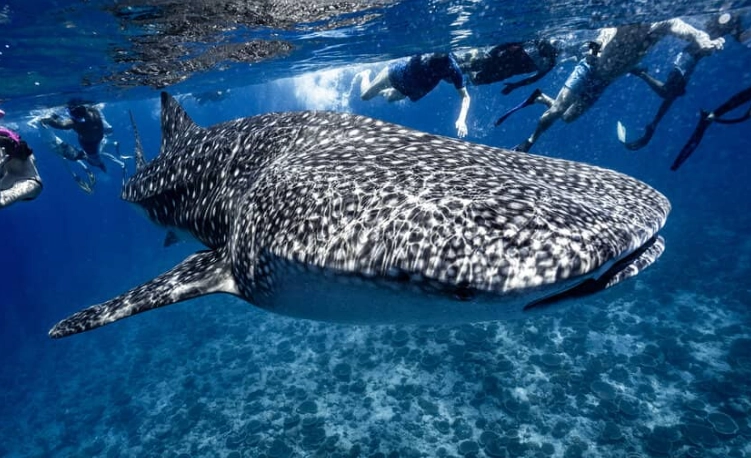 snorkeling with sharks Maldives snorkeling with sharks Maldives