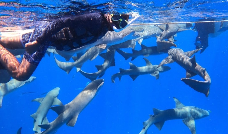 Maldives shark snorkeling Maldives shark snorkeling