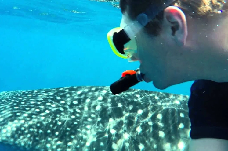 best places to see sharks Maldives best places to see sharks Maldives