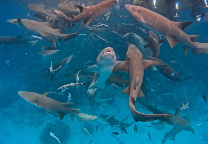 snorkeling with sharks Maldives snorkeling with sharks Maldives