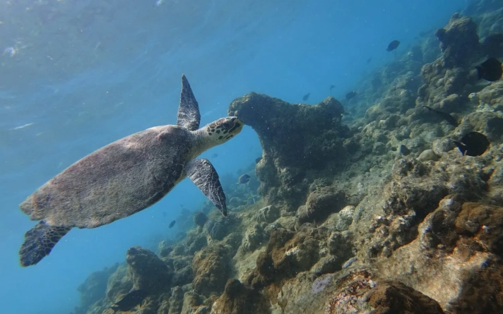 cheapest way to snorkel Maldives cheapest way to snorkel Maldives