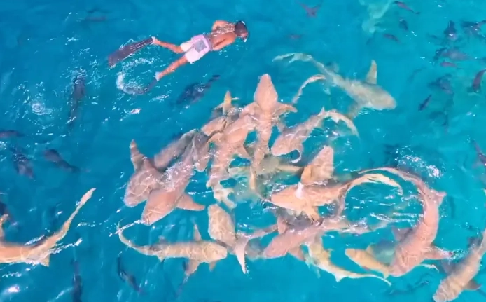 Maldives shark snorkeling Maldives shark snorkeling