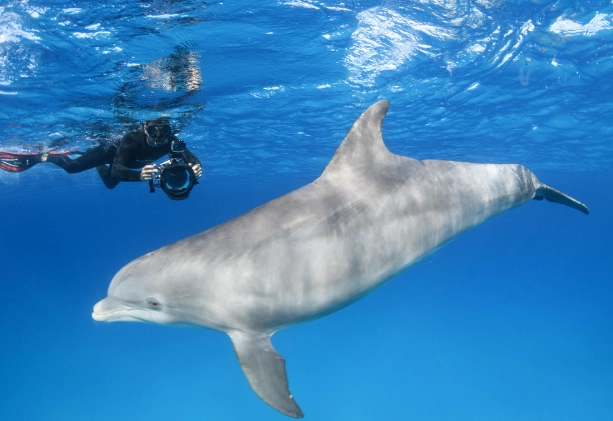 dolphin snorkeling equipment