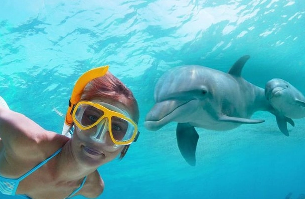 dolphin snorkeling equipment