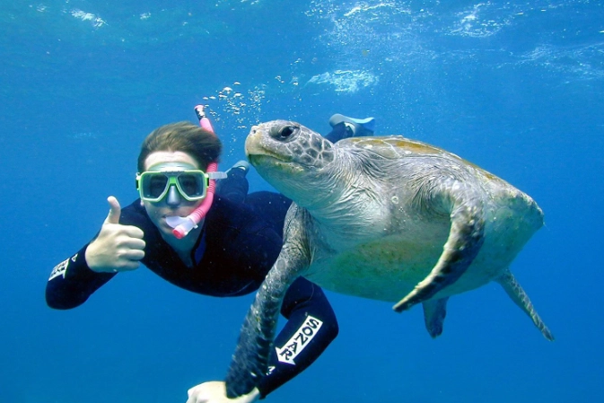 snorkeling with turtles for beginners snorkeling with turtles for beginners