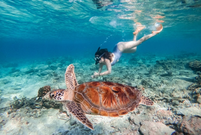 snorkeling guide Indonesia snorkeling guide Indonesia