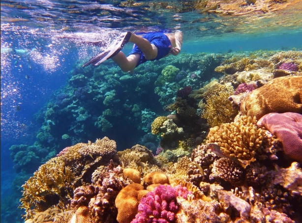 snorkeling for beginners Great Barrier Reef