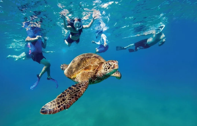 best places to snorkel with turtles best places to snorkel with turtles