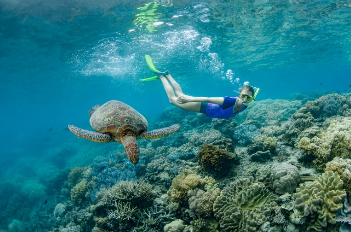 Great Barrier Reef snorkeling tours