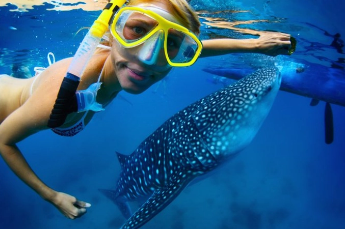 whale shark snorkeling tours
