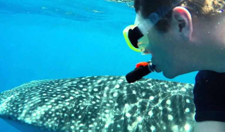 responsible whale shark tourism