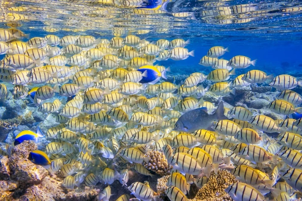 world-class snorkeling locations