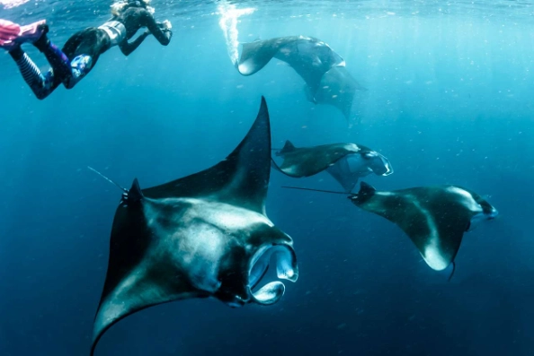 swim with manta rays