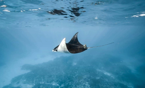 manta ray snorkeling