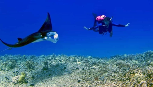 manta ray snorkeling