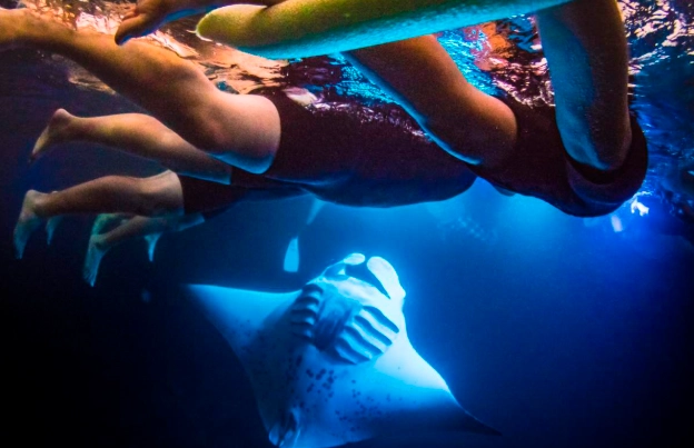 Snorkeling with Manta Rays