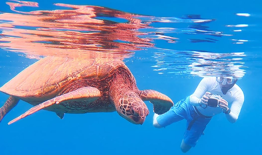 snorkeling photography tips