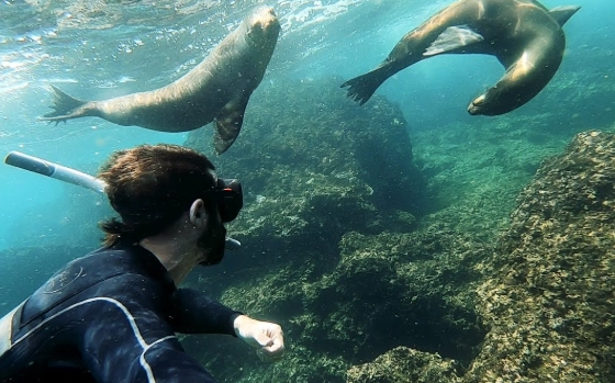 sea lion snorkeling tours sea lion snorkeling tours