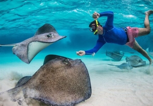 Snorkeling with Stingrays