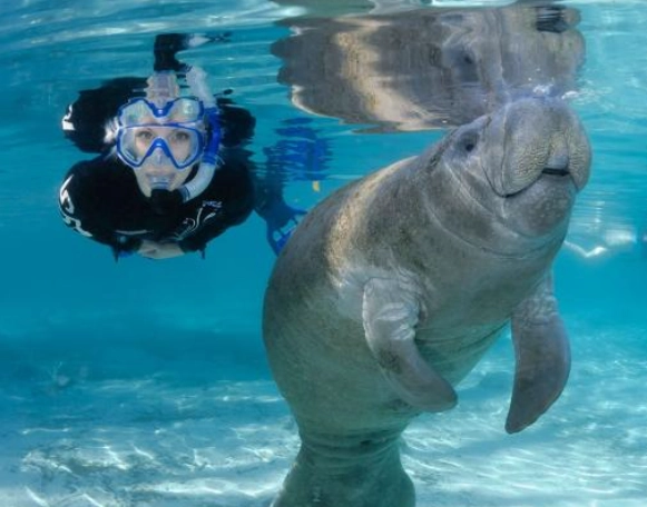 manatee snorkeling tours