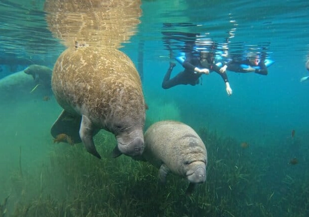 Crystal River manatees