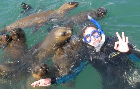 sea lion snorkeling tours sea lion snorkeling tours