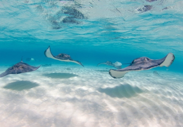 stingray city grand cayman stingray city grand cayman