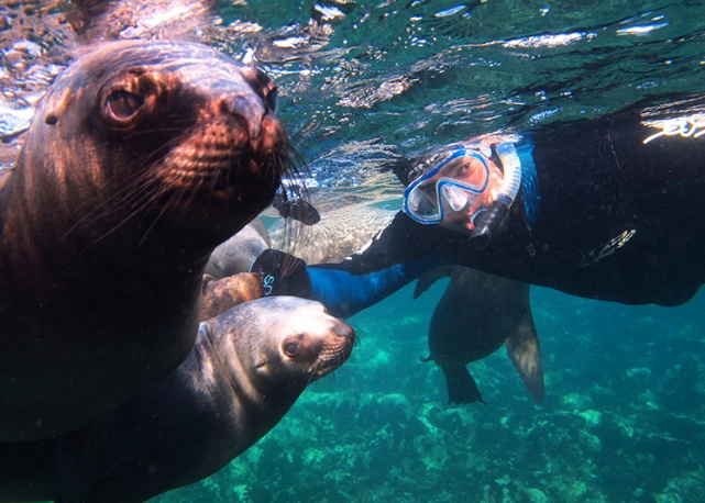 where to snorkel with sea lions where to snorkel with sea lions