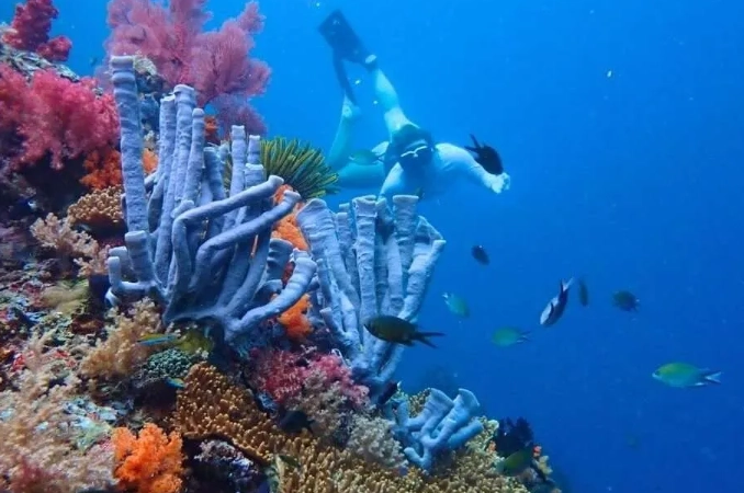 raja ampat snorkeling trip raja ampat snorkeling trip