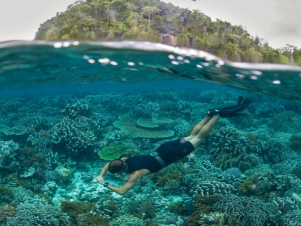 raja ampat snorkeling raja ampat snorkeling
