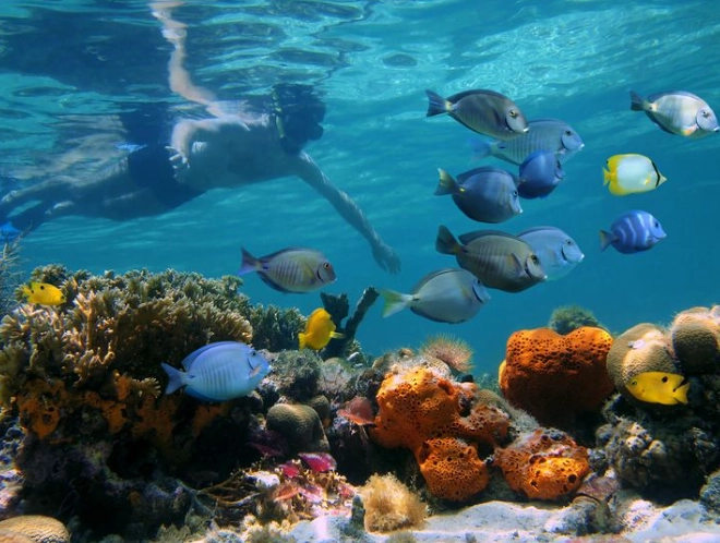 best snorkeling spots Jamaica
