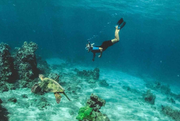 Snorkeling in Roatan