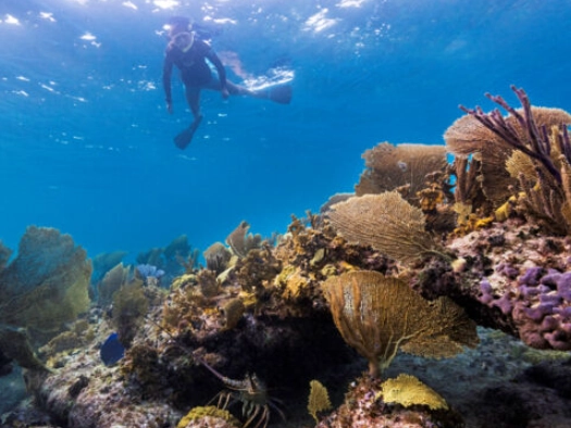 Smith's Reef Turks and Caicos