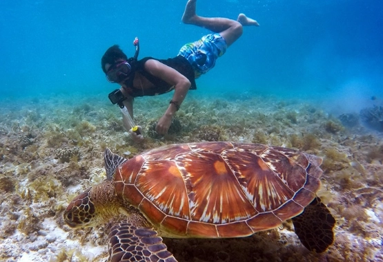 Galapagos marine life snorkeling