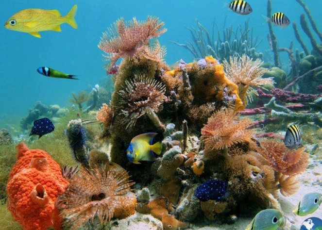 costa rica snorkeling tours