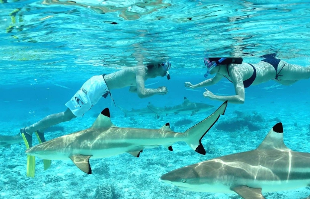 Bora Bora marine life