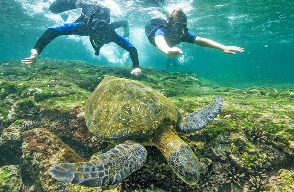 Snorkeling in Galapagos Islands